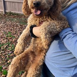 Elvis - Goldendoodle