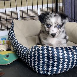 Australian Shepherd, Miniature American Shepherd, Miniature Australian Shepherd, and Toy Australian Shepherd Puppies from Painted Blue Aussies
