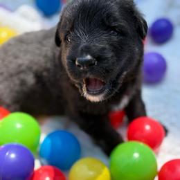Meadow - Black male Shiloh Shepherd puppy in Bartlett, Tennessee from The Mighty Quinn Shilohs