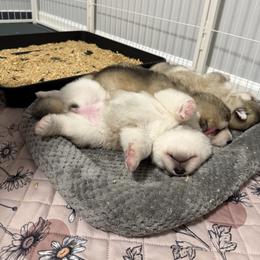 Alaskan Malamute Puppies from Alpenglow Alaskan Malamutes