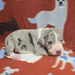 Merle Mantle Male - Mantle merle male Great Dane puppy in Golconda, Illinois from Breken Great Danes