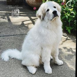 Great Pyrenees Puppies from Prospect Pyrenees