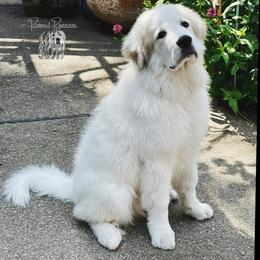 Great Pyrenees Puppies from Prospect Pyrenees