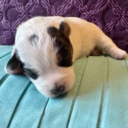 Phantom - Tri-color male Russell Terrier puppy in Viper, Kentucky from Mountain Top