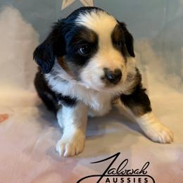 Joel - Black tri male Toy Australian Shepherd puppy in Lumberton, Mississippi from Talowah Aussies