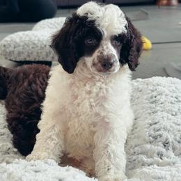 Orion - Parti male Poodle puppy in Lathrop, California from Stellar Poodles