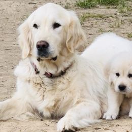 Golden Retriever Puppies from Golden’s of Remington Fields