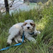 Moose - Parti male Double Doodle puppy in San Jose, California from Doodle Amore