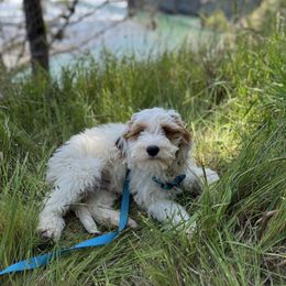 Moose - Parti male Double Doodle puppy in San Jose, California from Doodle Amore