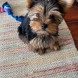 Yorkshire Terrier Puppies from Island lake Yorkies