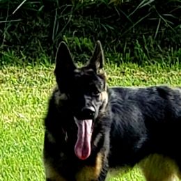 German Shepherds from Evergreen Acres