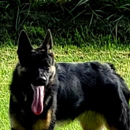 German Shepherds from Evergreen Acres