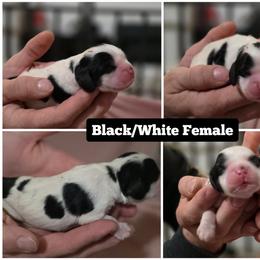 Esha - Black and white female Cocker Spaniel puppy in Winston Salem, North Carolina from Cocker Cottage