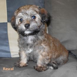Havanese Puppies from Court Jester Havanese