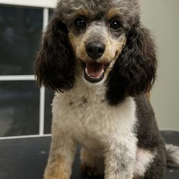 Nadia - Poodle