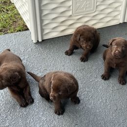 Boy 1 - Chocolate male Labrador Retriever puppy in Orlando, Florida from Clarisma K9’s