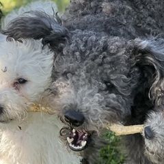 Scoop - Pumi