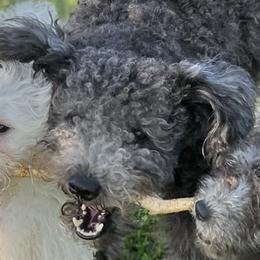 Scoop - Pumi