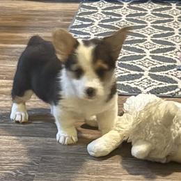 Boy 1 - Black and tan male Pembroke Welsh Corgi puppy in Tucson, Arizona from Sierrita Mountain Corgis