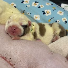 Green - Fawn brindle and white male Bulldog puppy in Krum, Texas from K & K Little Blessings