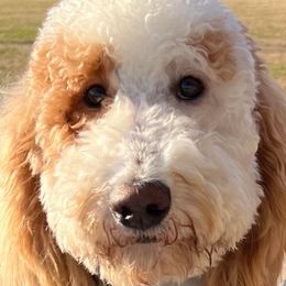 Goldendoodles and Whoodles from Downsville Doodles
