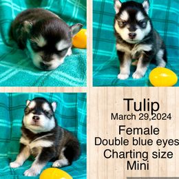 Tulip - Black and white Pomsky puppy in Bunch, Oklahoma from Madden Mountain Pomskies