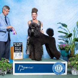 Poodle Puppies from Floyd B Poodle