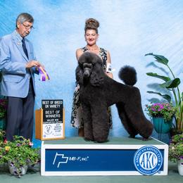 Poodle Puppies from Floyd B Poodle