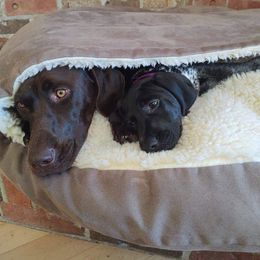 German Shorthaired Pointer Puppies from Sutheimer GSP'S