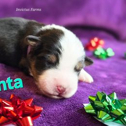 Atalanta - Black tri-color female Australian Shepherd puppy in Smithfield, Utah from Invictus Farms