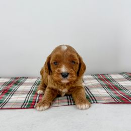 Pancake - Red female Cavapoo puppy in Beresford, South Dakota from DAKOTA DOOD RANCH
