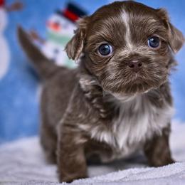 Fable - Blue and white female Shih Tzu puppy in Montrose, Colorado from Nana's Happy Pups