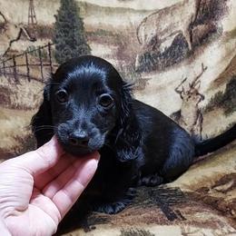 MAC - AKC - Dachshund puppy from Palali Farm