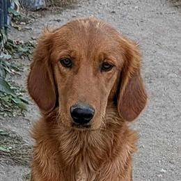 River - Golden Retriever