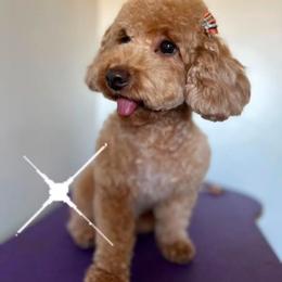 Darla - Poodle