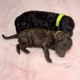 Labradoodle Puppies from Mud Puppies
