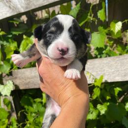 Male 3 - Black and tan male Pembroke Welsh Corgi puppy in Hueytown, Alabama from AAA Corgis