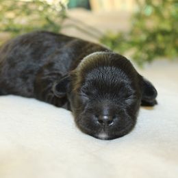 Fia - Black female Shihpoo puppy in Mifflintown, Pennsylvania from Curls & Paws Canines