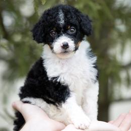 Mario - Black tri-color male Aussiedoodle puppy in Jacksonville, Florida from Lolo’s Aussiedoodle
