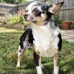 Chops - Chihuahua