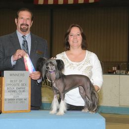 Chinese Crested Puppies from Breezy Meadows