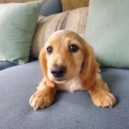 Blaze - Cream male Dachshund puppy in Aiken, South Carolina from Ming's Mongols