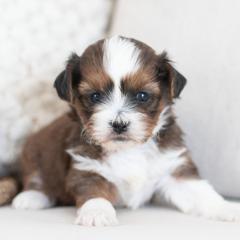 Maltipoo, Shichon, and Shihpoo Puppies from Timbercreek Puppies