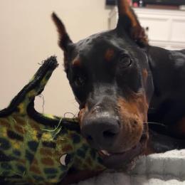 Ryatt - Black and rust male Doberman Pinscher puppy in Robinson, Pennsylvania from Makkr Ridge Dobermans LLC