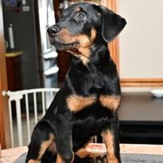 Girl 2 - Beauceron puppy from Shepherd's Heart Beaucerons