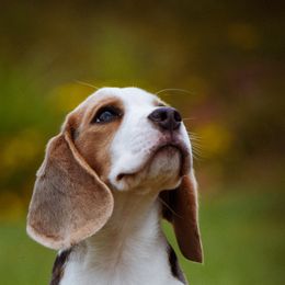 Boy 2 - Blue tan and white male Beagle puppy in Caldwell, Ohio from Folklore Kennel