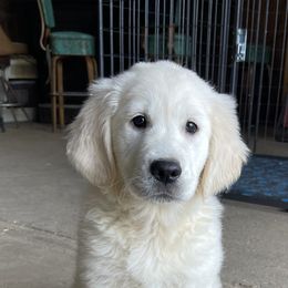 Girl 4 - Light golden Golden Retriever puppy in Linden, Michigan from High Society Farm