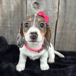 Sassy - Dapple female Dachshund puppy in South Willard, Utah from Doxies in the Sun