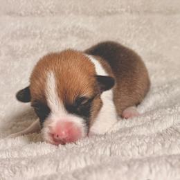Boy 1 - Red male Pembroke Welsh Corgi puppy in Northwood, Iowa from Sorrel Sands Corgis