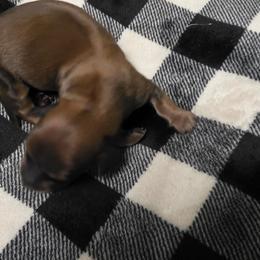 Lon - Red male Dachshund puppy in Port Charlotte, Florida from Belinda's little darlings dachshunds